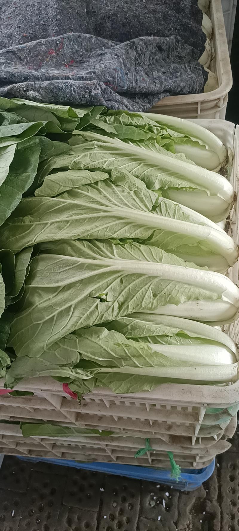 【白菜】优质小白菜一手货源冷库预冷品质保证全国发