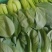 【油菜】精品上海青现摘现发品质保证冷库预冷量大从