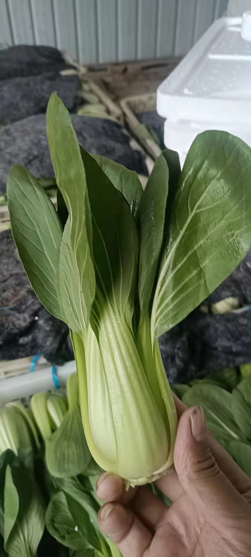 【油菜】精品上海青现摘现发品质保证冷库预冷量大从