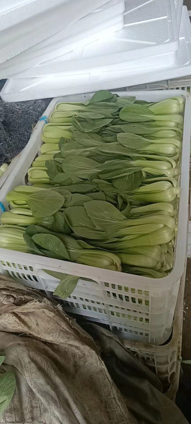 【油菜】精品上海青现摘现发品质保证冷库预冷量大从