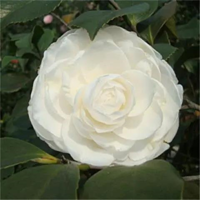 茶花种子防城金花茶种子山茶花金茶花茶族种子盆栽