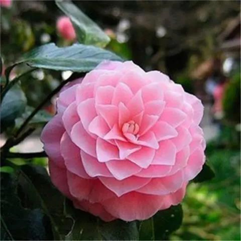 茶花种子防城金花茶种子山茶花金茶花茶族种子盆栽