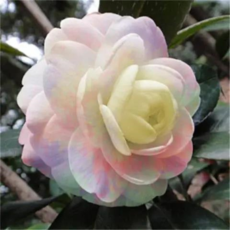 茶花种子防城金花茶种子山茶花金茶花茶族种子盆栽