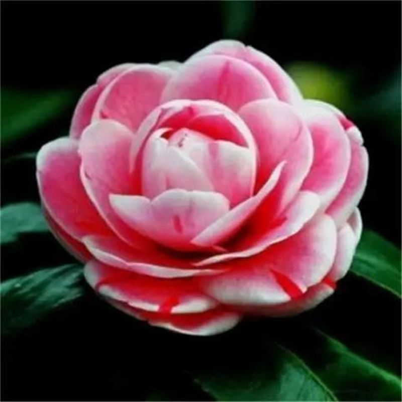 茶花种子防城金花茶种子山茶花金茶花茶族种子盆栽