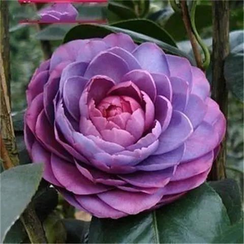 茶花种子防城金花茶种子山茶花金茶花茶族种子盆栽