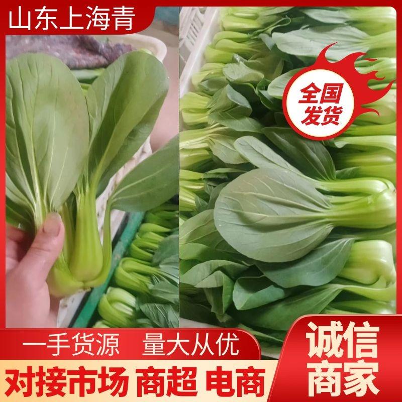 【油菜】精品上海青现摘现发品质保证冷库预冷量大从