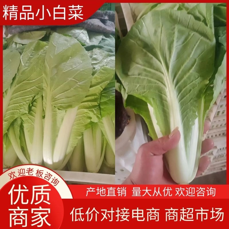 【白菜】优质小白菜一手货源冷库预冷品质保证全国发