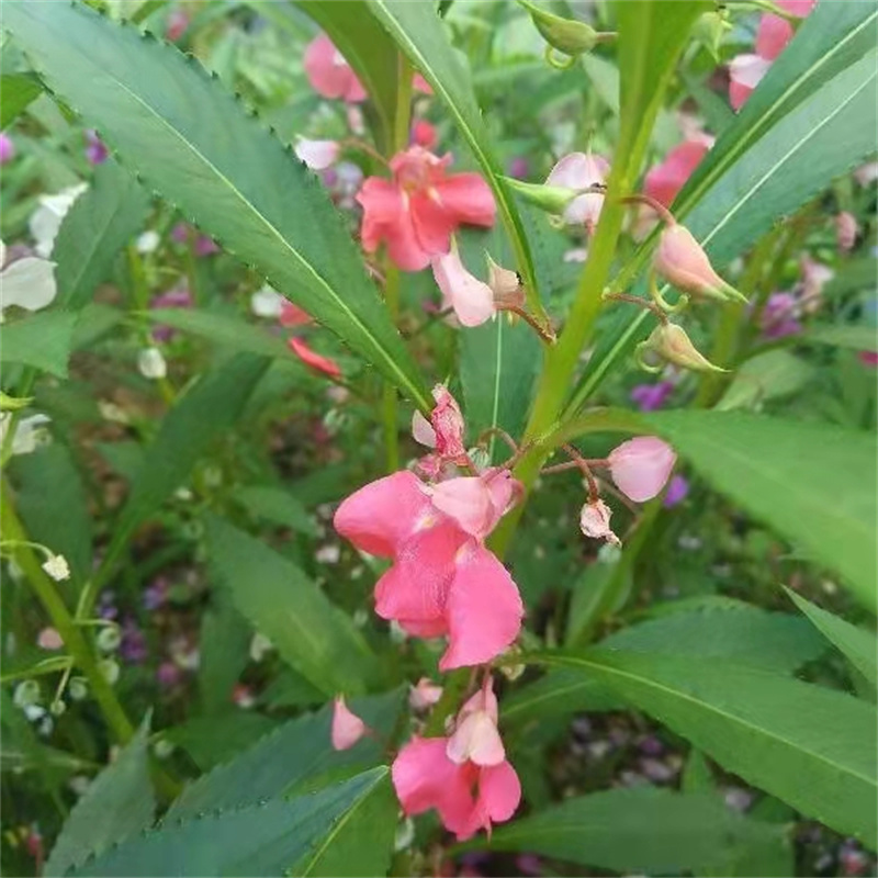 凤仙花种子籽庭院盆栽地栽凤仙指甲花桃红金凤花花卉种子