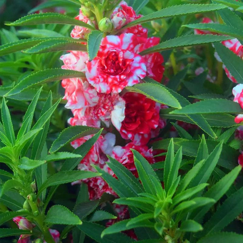 凤仙花种子籽庭院盆栽地栽凤仙指甲花桃红金凤花花卉种子