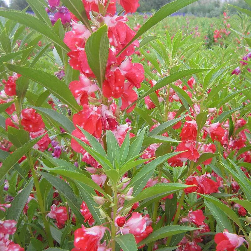 凤仙花种子籽庭院盆栽地栽凤仙指甲花桃红金凤花花卉种子