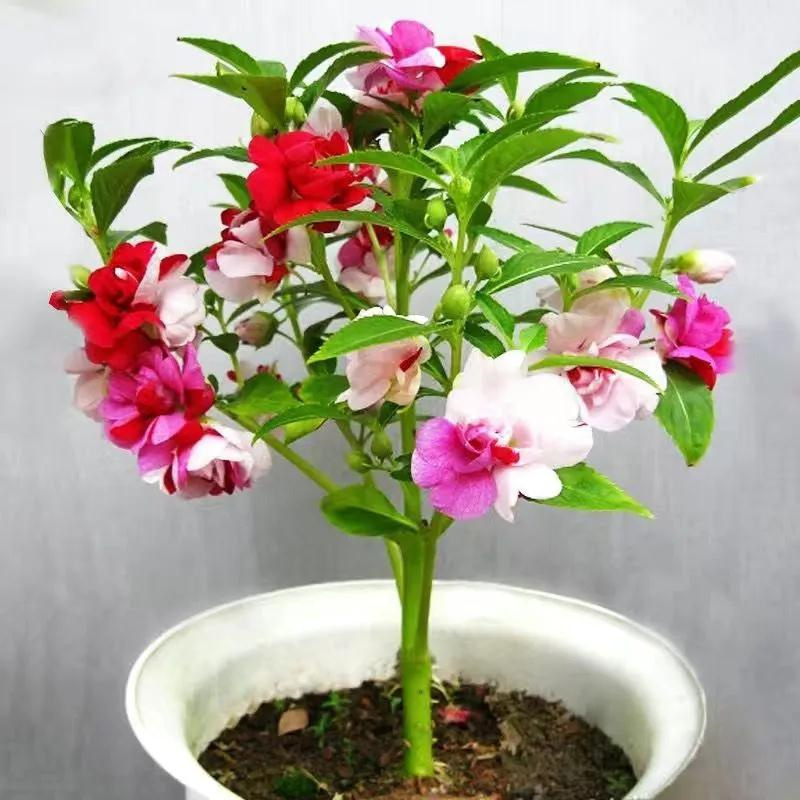 凤仙花种子籽庭院盆栽地栽凤仙指甲花桃红金凤花花卉种子