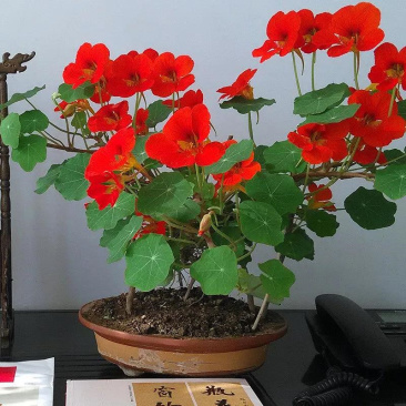 旱金莲种子旱荷花种垂吊爬藤花卉种籽室内阳台盆栽春夏秋播种