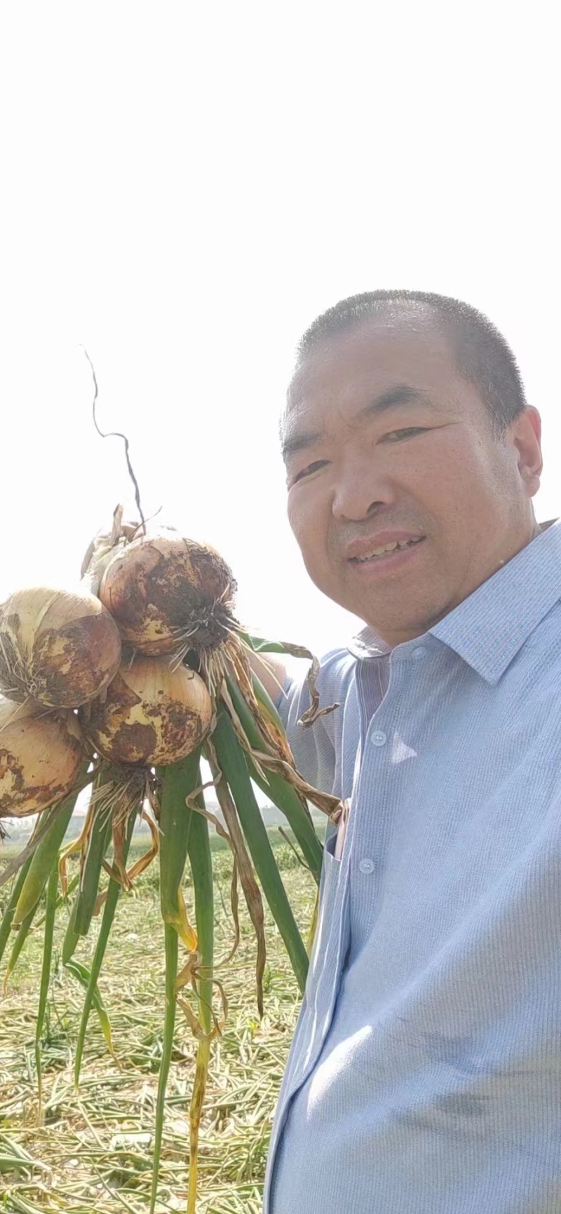 江苏精品黄皮洋葱80以上无腐烂皮色好新货上市产地直销欢迎选购