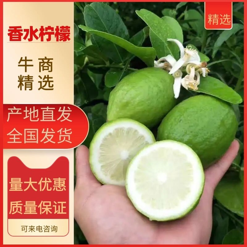 【产地直发】广东香水柠檬现货现发欢迎咨询下单