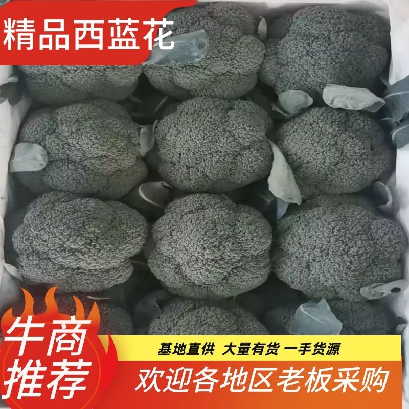 精品西蓝花一手货源品质保证诚信经营价格实惠基地直供