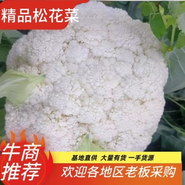陕西精品松花菜基地直供一手货源品质保证诚信经营