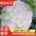 陕西精品松花菜基地直供一手货源品质保证诚信经营
