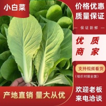 【优质】白菜精品小白菜高质量奶油小白菜万亩基地直供