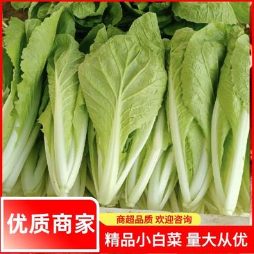 【白菜】河南精品小白菜基地直发常年供货全国发货