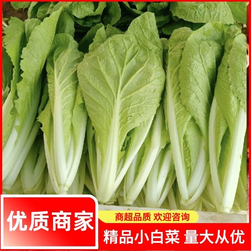【白菜】河南精品小白菜基地直发常年供货全国发货