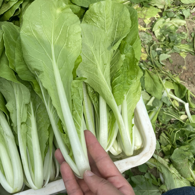 【白菜】河南精品小白菜基地直发常年供货全国发货