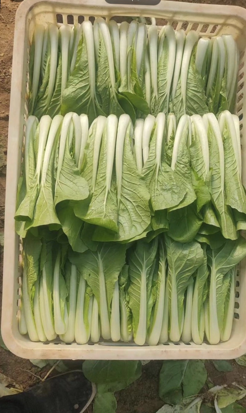 【白菜】河南精品小白菜基地直发常年供货全国发货