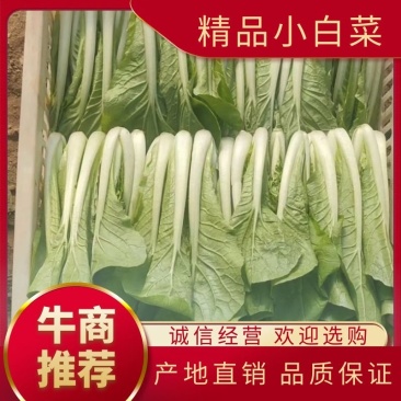 【诚信商家】白菜小白菜常年供应电商市场商超品质保证