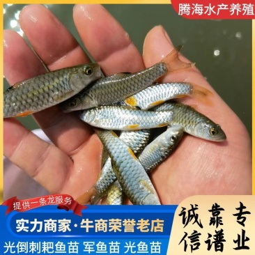 【军鱼苗】青竹鲩鱼苗,坑娟,光倒刺耙鱼苗,竹八鱼