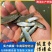 【军鱼苗】青竹鲩鱼苗,坑娟,光倒刺耙鱼苗,竹八鱼