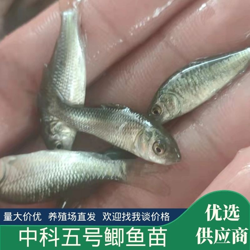 （精选优质）中科五号鲫鱼苗东北鲫鱼苗全国支持发货