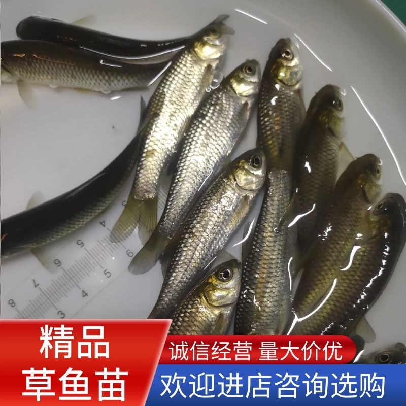 草鱼苗鲩鱼苗脆肉鲩鱼产地直供规格齐全