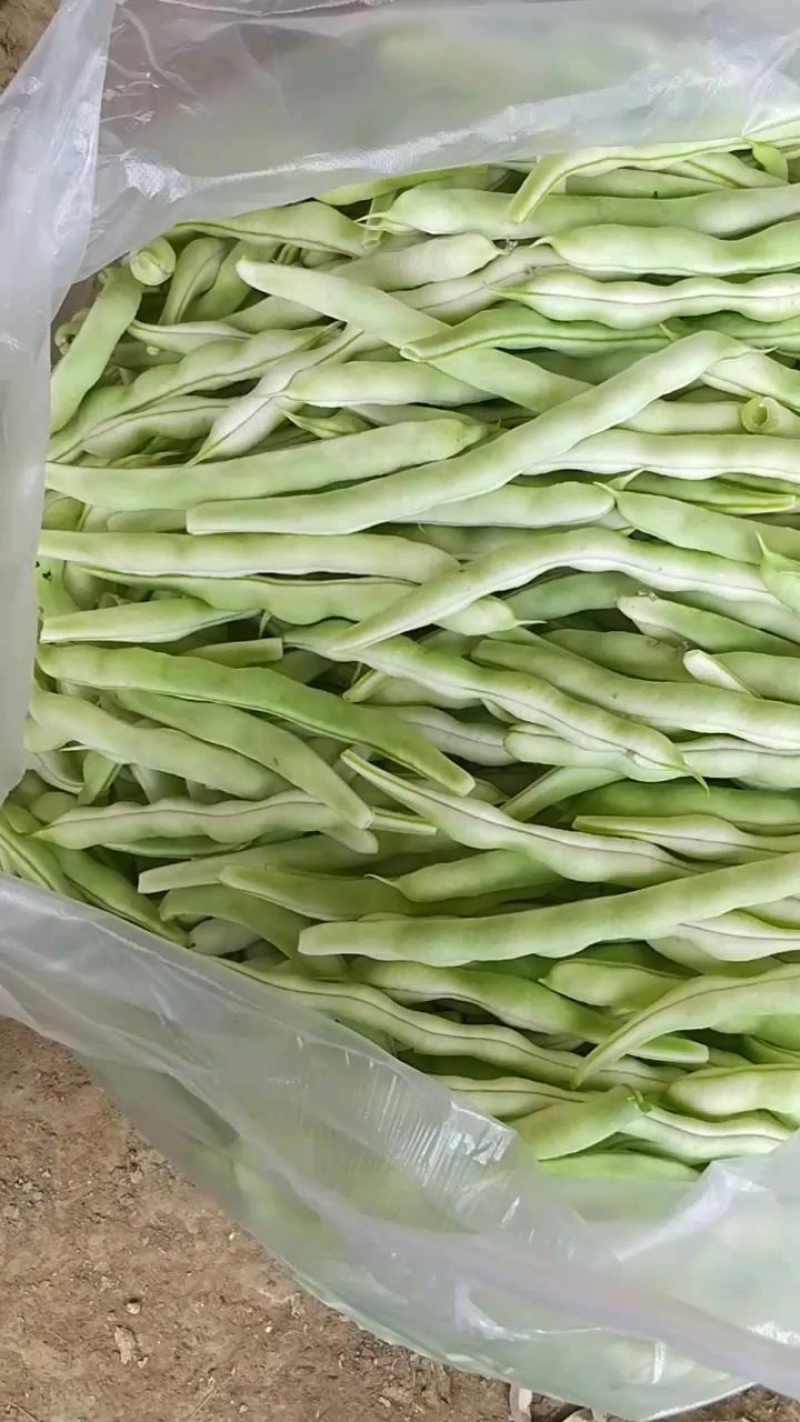 【四季豆】无筋四季豆大量供应中可视频看货品质保证
