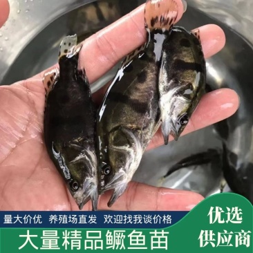 广东广州桂鱼苗鳜鱼苗翘嘴鱼苗货源充足全国发货