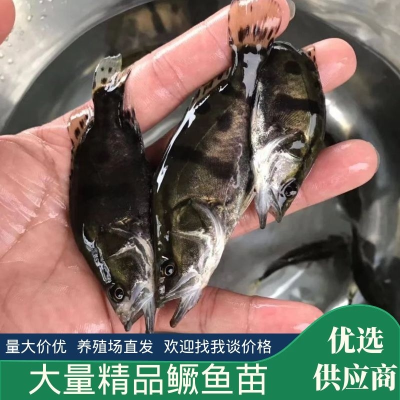 广东广州桂鱼苗鳜鱼苗翘嘴鱼苗货源充足全国发货