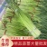 干苔、不泡水，净杆60-70公分，红帽、白帽蒜薹大量上市