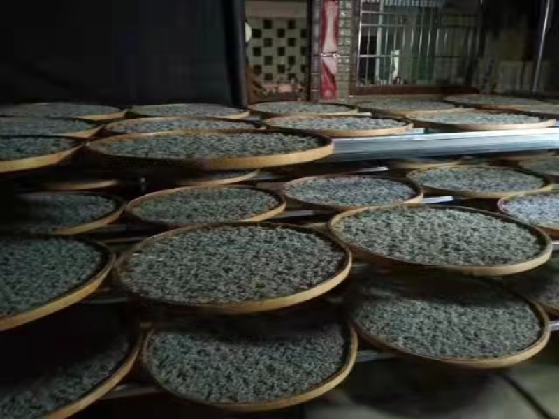 湘西永顺莓茶2022年新茶湘西莓茶永顺莓茶