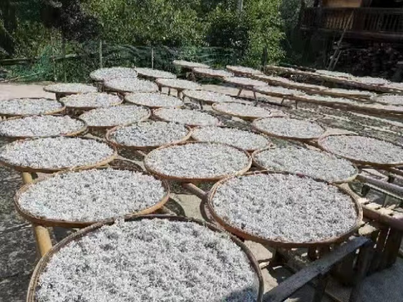 湘西永顺莓茶2022年新茶湘西莓茶永顺莓茶