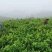 湘西永顺莓茶2022年新茶湘西莓茶永顺莓茶