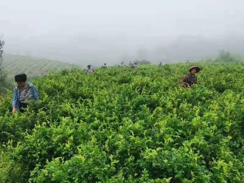 湘西永顺莓茶2022年新茶湘西莓茶永顺莓茶