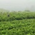 湘西永顺莓茶2022年新茶湘西莓茶永顺莓茶