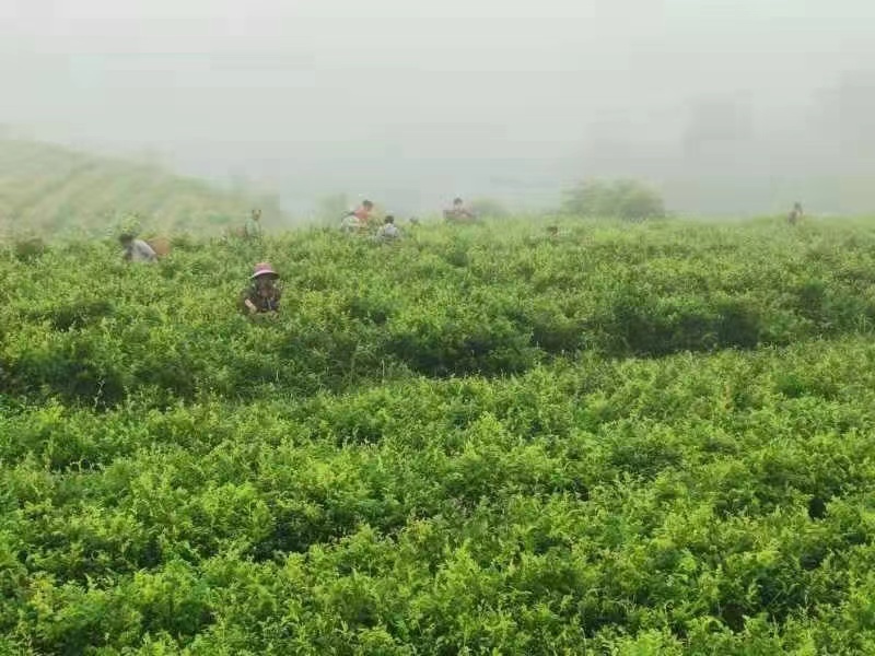 湘西永顺莓茶2022年新茶湘西莓茶永顺莓茶