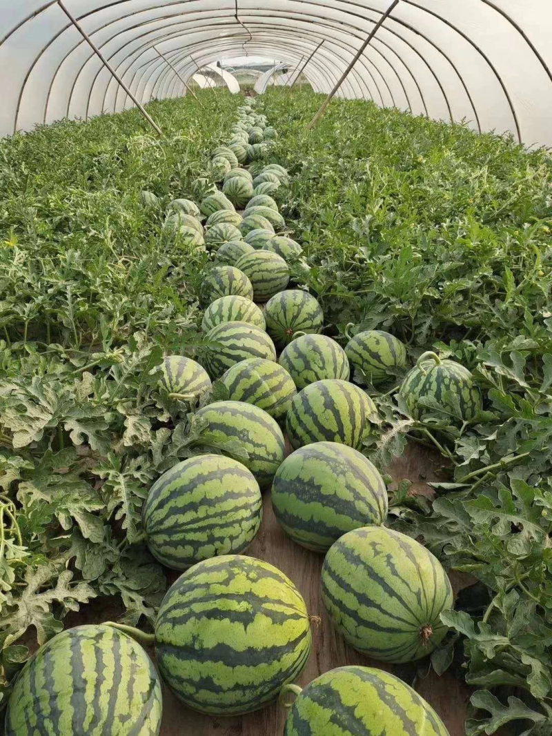 麒麟美都8424自家种的产地直销代发全国