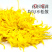 菊花茶施瓦茨金丝黄菊40朵/罐