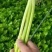 【精】j江苏芹菜香芹品质保证全国对接欢迎联系