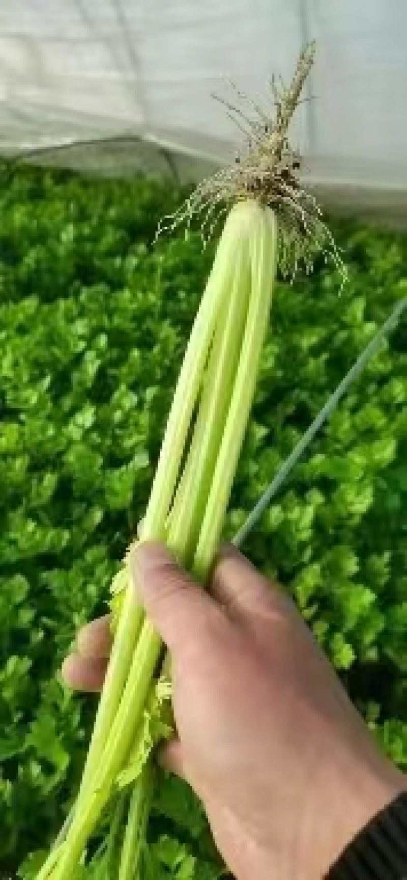 【精】j江苏芹菜香芹品质保证全国对接欢迎联系