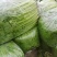 【精】j江苏芹菜香芹品质保证全国对接欢迎联系