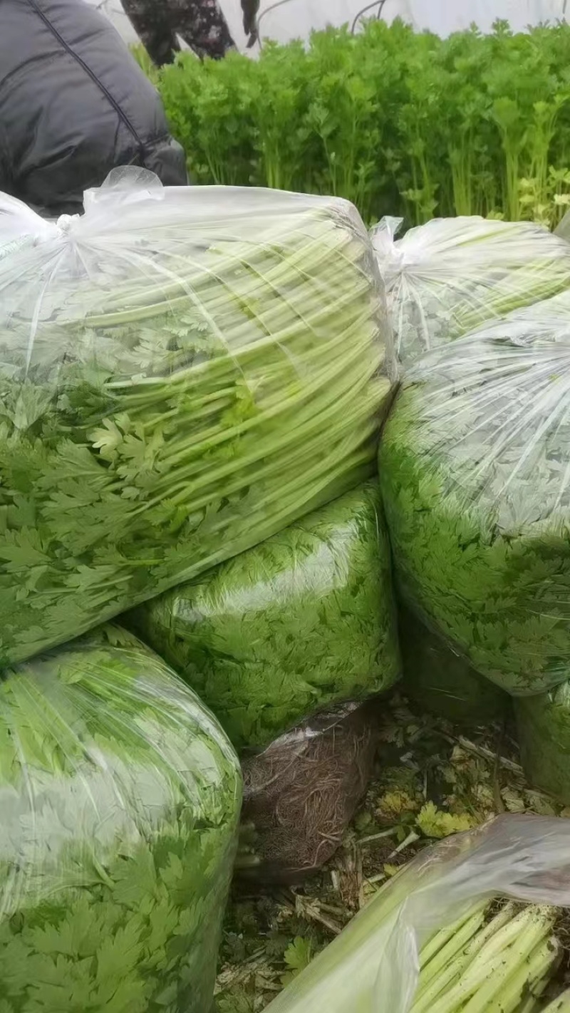 【精】j江苏芹菜香芹品质保证全国对接欢迎联系