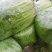【精】j江苏芹菜香芹品质保证全国对接欢迎联系