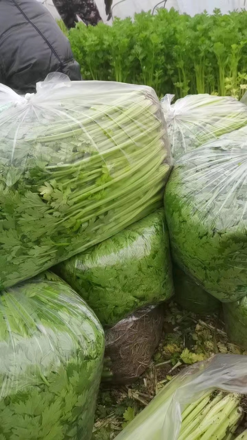 【精】j江苏芹菜香芹品质保证全国对接欢迎联系