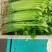 【精】j江苏芹菜香芹品质保证全国对接欢迎联系